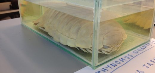 MNIST Dataset Free Handwritten Character Recognition Database Big Data Tips Mining Tools Analysis Analytics Algorithms Classification Clustering Regression