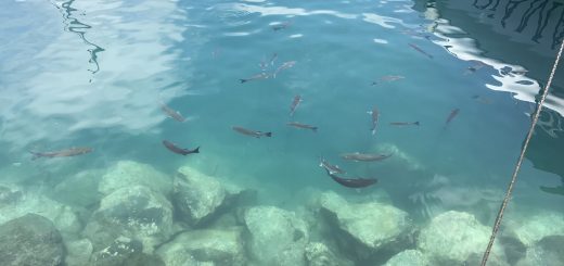 Microsoft Cognitive Toolkit CNTK Deep Learning Framework Machine Learning Deep Neural Network Big Data Tips Tools Analysis Analytics Algorithms